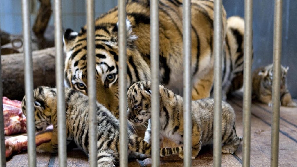 Un zoo au Danemark a demandé aux clients de donner leurs animaux de compagnie. Pas comme des attractions, mais pour la nourriture: NPR