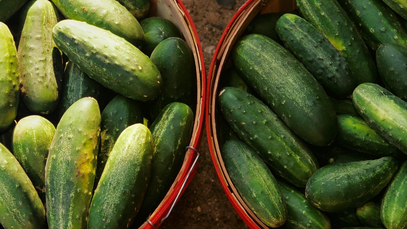 Les concombres rappelés sur l’épidémie de Salmonella à plusieurs états: NPR