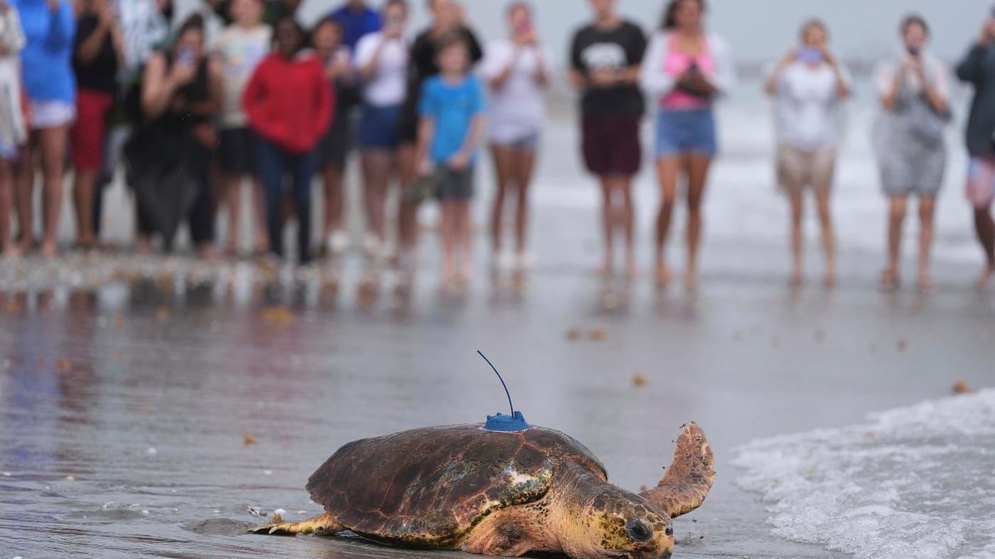 Sea Turtle Dilly Dally libéré dans l’océan avec trois nageoires après avoir subi une amputation: NPR