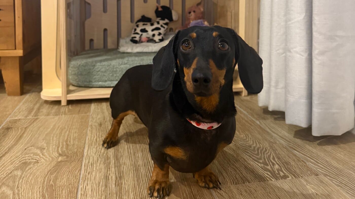 Après 529 jours seuls dans le buisson australien, Valerie le Mini Dckhund est à la maison: NPR