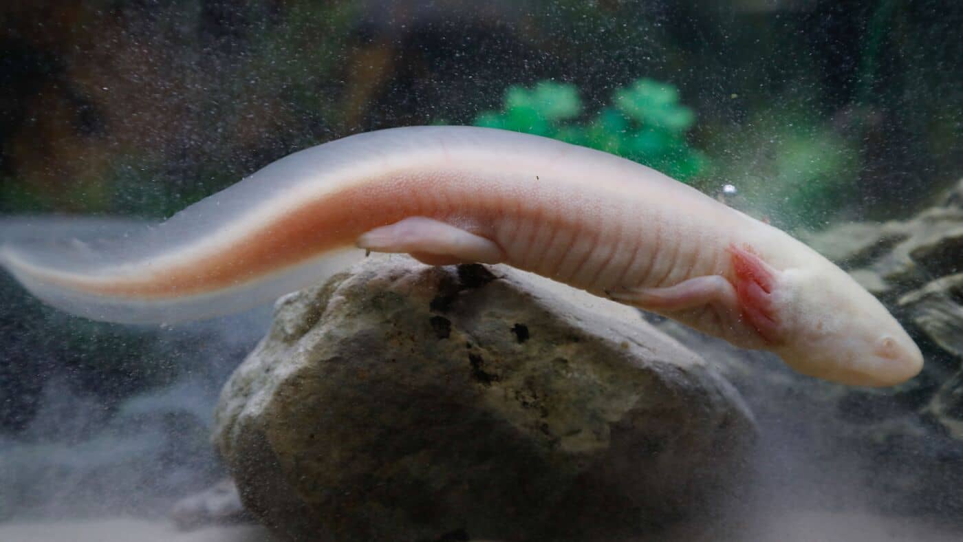 Les axolotles en captivité prospèrent dans les zones humides mexicaines, les chercheurs trouvent: NPR